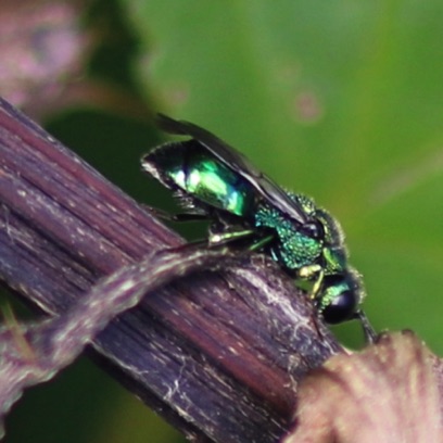 Green Metallic Bee Green Metallic Bee